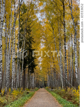 The path in the autumn park, yellow leaves on trees and on the ground, long shadows of trees, walking people, sunbeams of the sun, The path in the autumn park, yellow leaves on trees and on the ground, long shadows of trees, walking people, sunbeams of the sun, 83553652