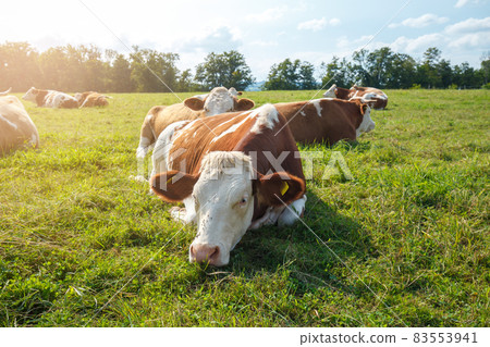 Brown cows on the green field in Bayern Brown cows on the green field in Bayern 83553941