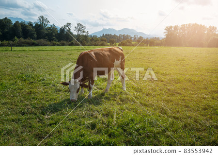 Brown cows on the green field in Bayern Brown cows on the green field in Bayern 83553942