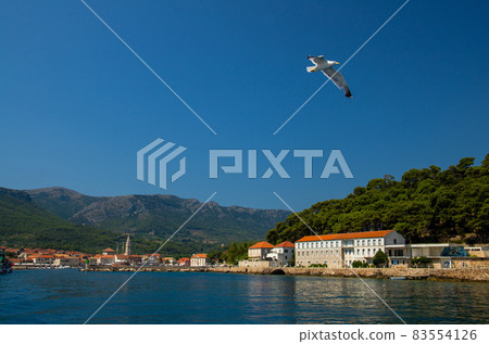 Seagulls on Island Hvar Konzum town, Adriatic sea, Croatia 83554126