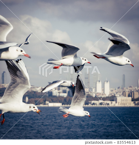 Seagulls flying over bosphorus in Istanbul Turkey Seagulls flying over bosphorus in Istanbul Turkey 83554613