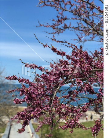Scenic View Of a meadow grass and flowers of colours by the sea against sky 83554693