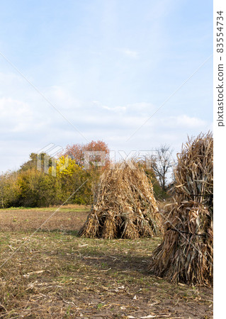 Sheaves of dry corn stalks 83554734
