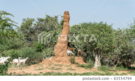 Huge termite mound in Africa, South Ethiopia, Omo valley Huge termite mound in Africa, South Ethiopia, Omo valley 83554794