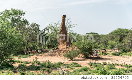 Huge termite mound in Africa, South Ethiopia, Omo valley Huge termite mound in Africa, South Ethiopia, Omo valley 83554795