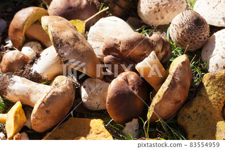 Cut porcini mushrooms, boletus and parasol mushrooms lie in heap in a sunny meadow 83554959