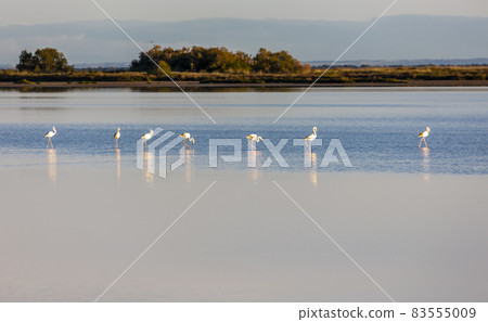 National park Camargue, Provence, France 83555009