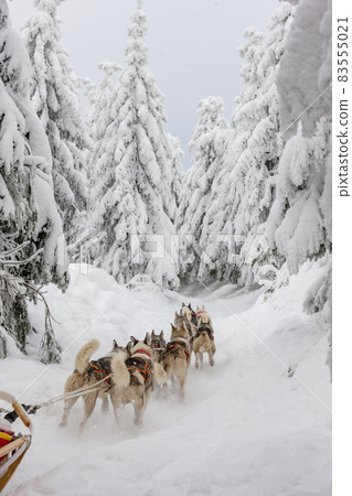 sledge dogging, Sedivacek's long, Czech Republic sledge dogging, Sedivacek's long, Czech Republic 83555021