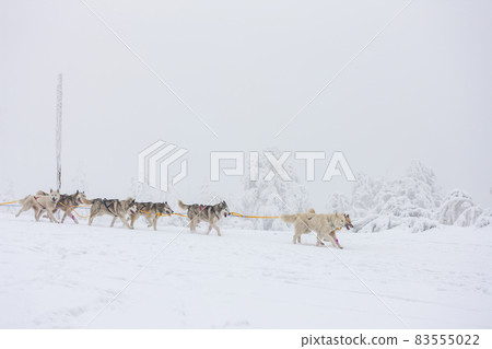 sledge dogging, Sedivacek's long, Czech Republic sledge dogging, Sedivacek's long, Czech Republic 83555022