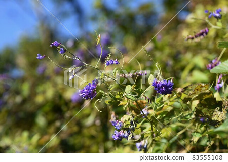 Flowers Flowers 83555108