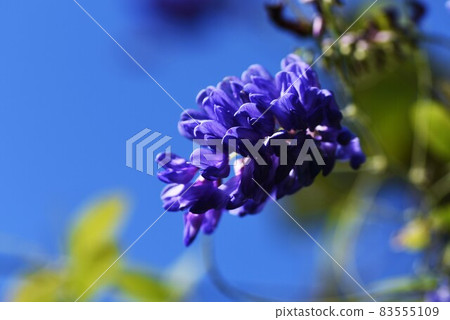 鮮花 鮮花 83555109