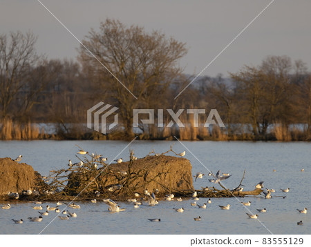 Black-headed Gull, Jaroslavice pond, Znojmo region, Southern Moravia, Czech Republic Black-headed Gull, Jaroslavice pond, Znojmo region, Southern Moravia, Czech Republic 83555129