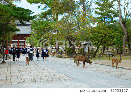 東大寺中門大佛殿和鹿 東大寺中門大佛殿和鹿 83555167