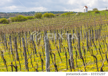vineyards near Hnanice, Znojmo region, Czech Republic 83555207
