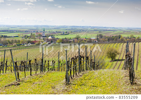 spring vineyard near Retz, Austria 83555209