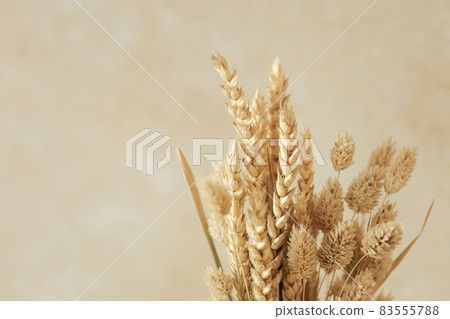Bouquet of beautiful beige dried flowers on beige background. Bouquet of beautiful beige dried flowers on beige background. 83555788