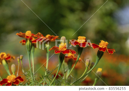 鹿兒島縣和泉市秋花萬壽菊 83556255