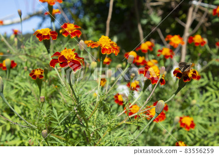 鹿兒島縣和泉市秋花萬壽菊 83556259