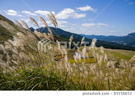 [Famous place of Japanese pampas grass] Soni plateau in autumn 83556653
