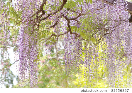 Nagafuji wisteria flowers, wisteria with long flower branches, spring purple Nagafuji wisteria flowers, wisteria with long flower branches, spring purple 83556867