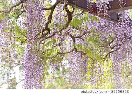Nagafuji wisteria flowers, wisteria with long flower branches, spring purple Nagafuji wisteria flowers, wisteria with long flower branches, spring purple 83556868
