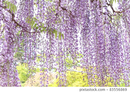 Nagafuji wisteria flowers, wisteria with long flower branches, spring purple Nagafuji wisteria flowers, wisteria with long flower branches, spring purple 83556869