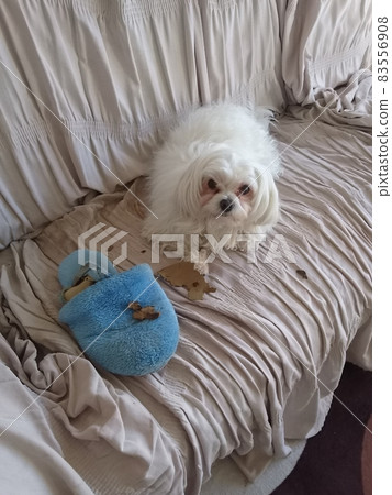 Maltese shop dog slippers