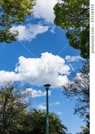 Summer sky looking up in the park Summer sky looking up in the park 83556959