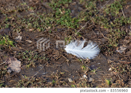 Small white feathers Small white feathers 83556960
