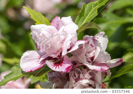 Hibiscus 'Lady Stanley' 83557346