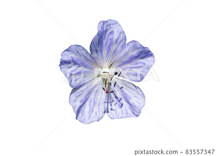 Geranium Pratense 'Mrs Kendall Clark' Geranium Pratense 'Mrs Kendall Clark' 83557347