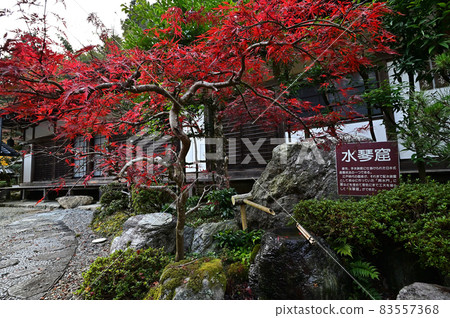 石黑寺的秋葉 83557368