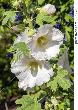 Alcea 'Nigra' (althaea rosea) Hollyhock Alcea 'Nigra' (althaea rosea) Hollyhock 83557369