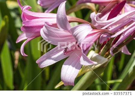 Crinum x Powellii Crinum x Powellii 83557371