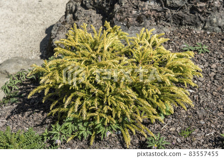 Cryptomeria Japonica 'Globosa Nana' Cryptomeria Japonica 'Globosa Nana' 83557455