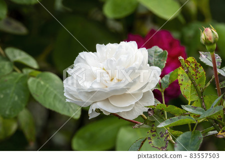 Rose (rosa) 'Macmillan Nurse' 83557503