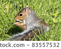 Grey squirrel (Sciurus carolinensis) 83557532