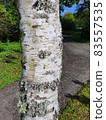 Betula Pendula Roth tree trunk bark 83557535