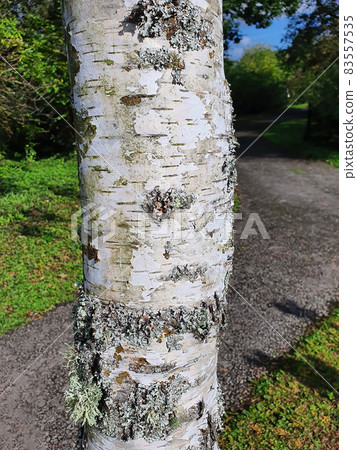 Betula Pendula Roth tree trunk bark 83557535