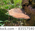 Bracket fungus 83557540