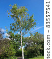 Betula Pendula Roth tree 83557541