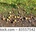Rotten crab apples 83557542