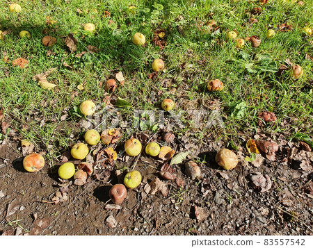 Rotten crab apples 83557542