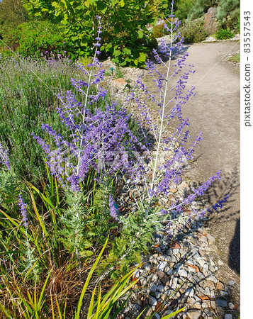 Perovskia 'Blue Spire' 83557543