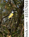 Great Tit (Parus major) bird 83557668