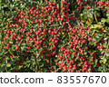 Cotoneaster horizontalis 83557670