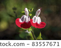 Salvia x jamensis 'Hot Lips' 83557671