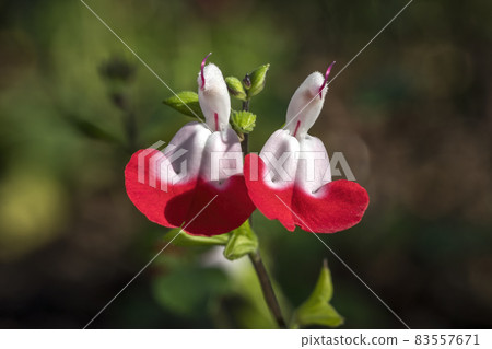 Salvia x jamensis 'Hot Lips' Salvia x jamensis 'Hot Lips' 83557671