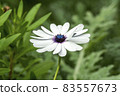 Osteospermum Ecklonisa 83557673