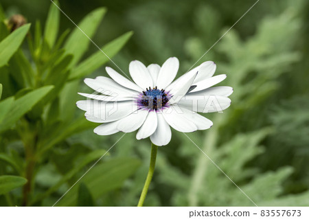Osteospermum Ecklonisa 83557673